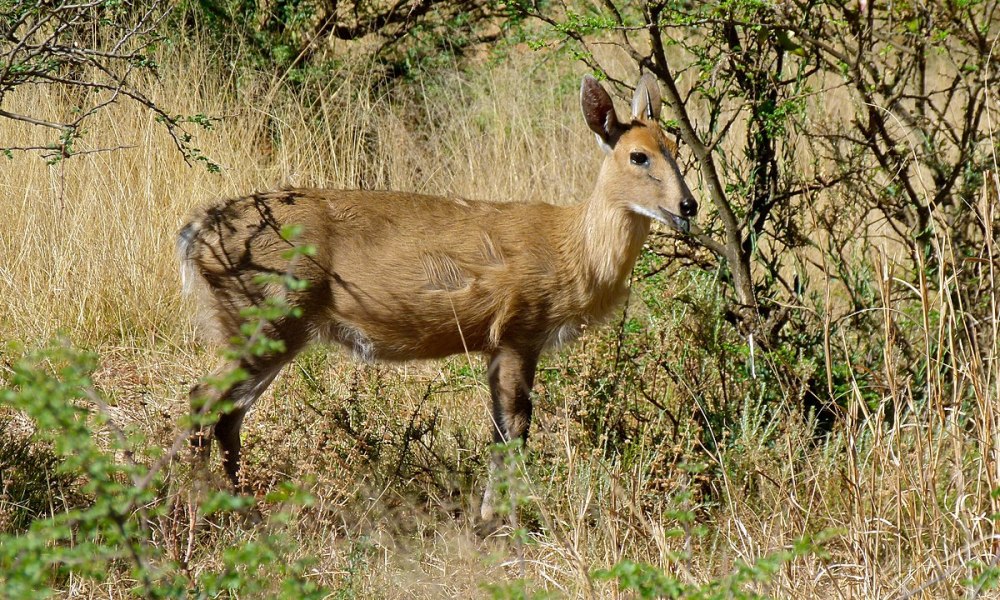 Sylvicapra Grimmia