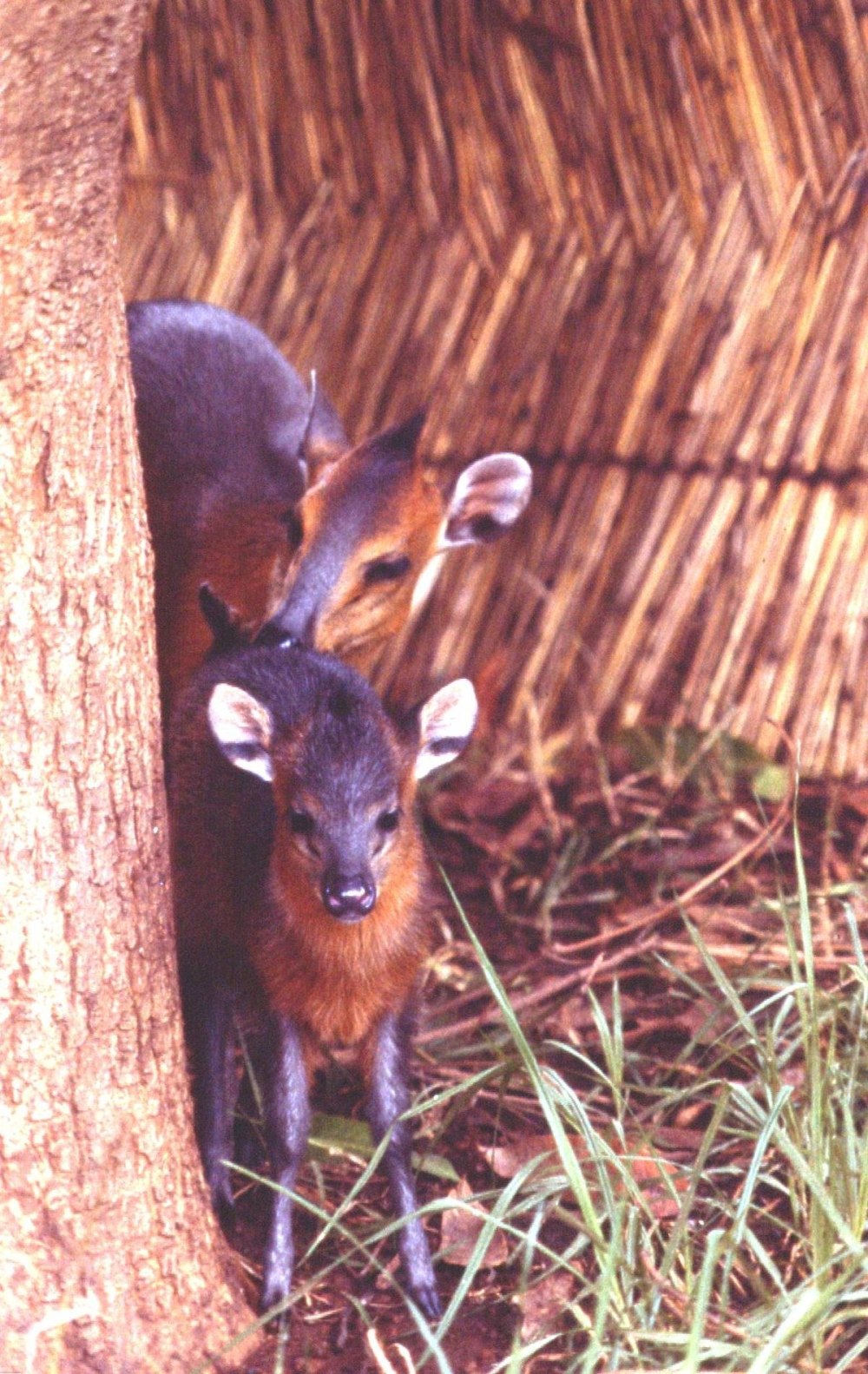 Cephalophus weynsi