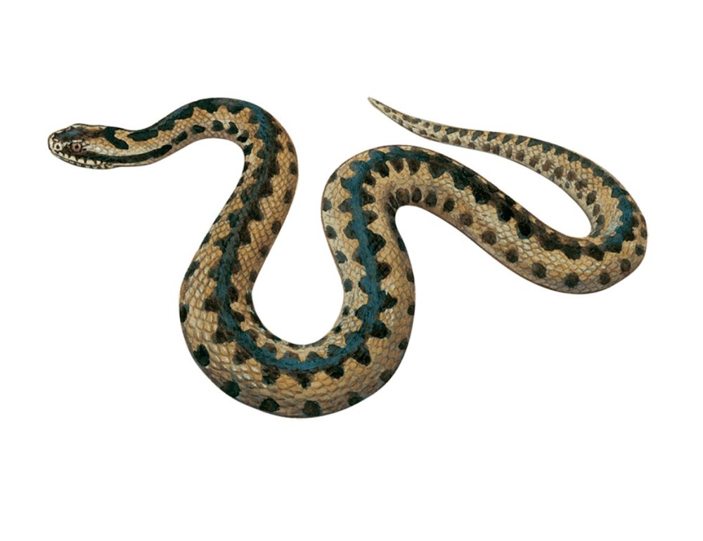 Vipera berus рисунок