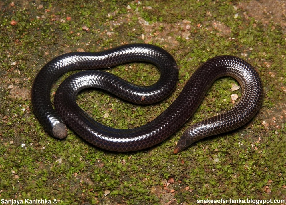 Щитохвостых змей Uropeltidae