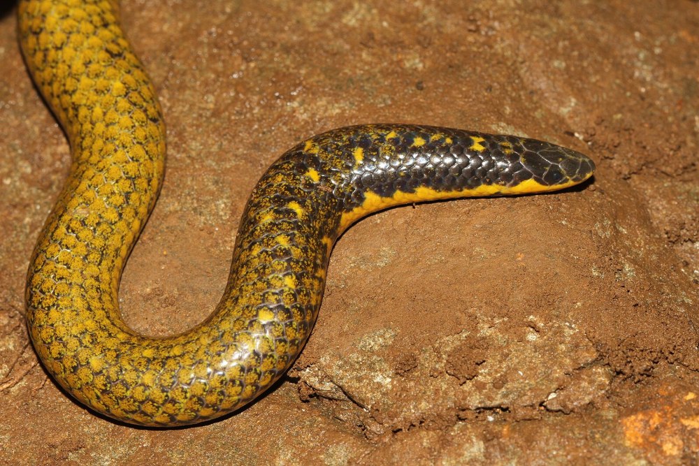 Щитохвостых змей Uropeltidae