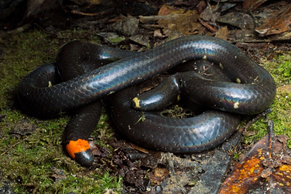 Ovophis monticola Convictus