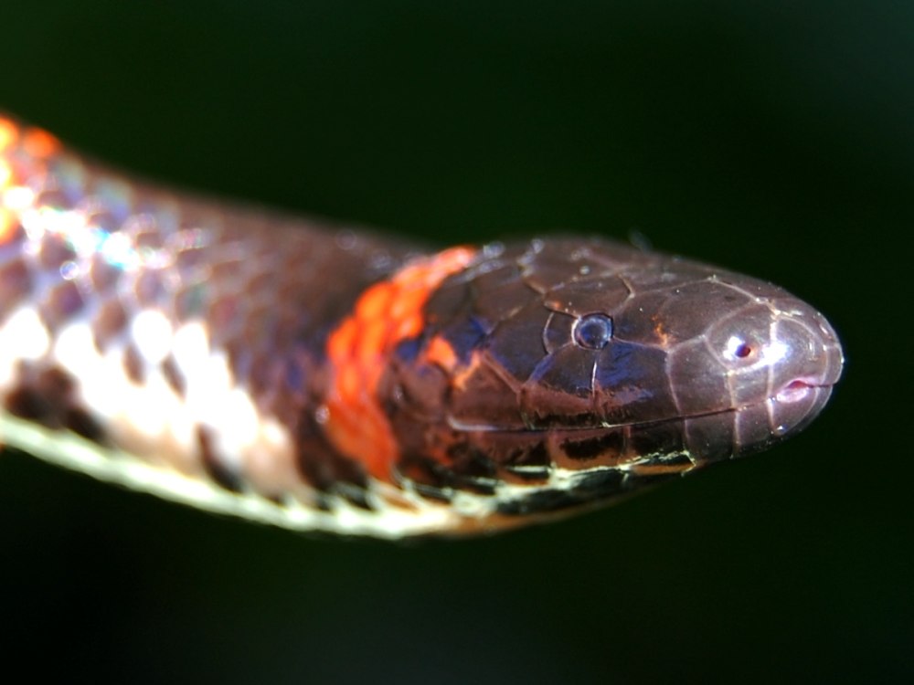 Cylindrophis Rufus