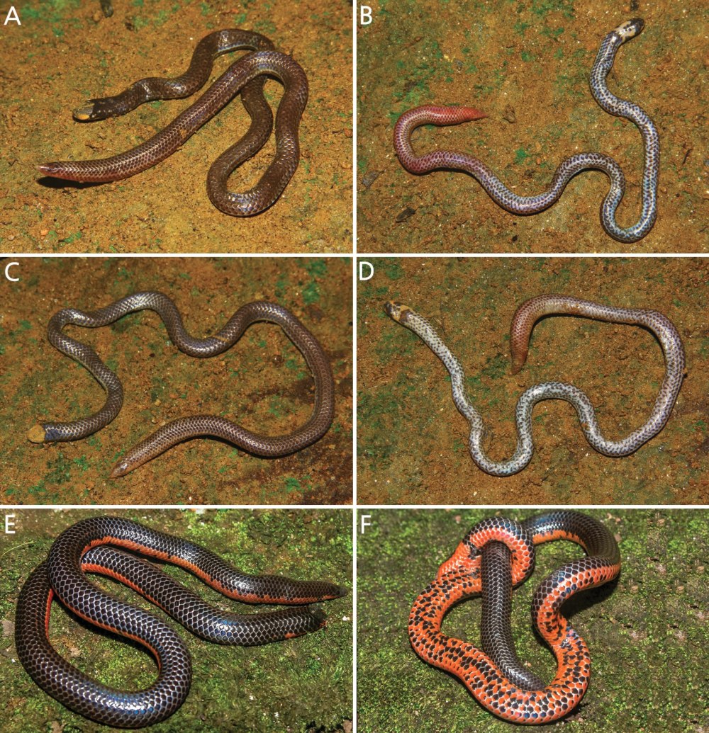 Щитохвостых змей Uropeltidae