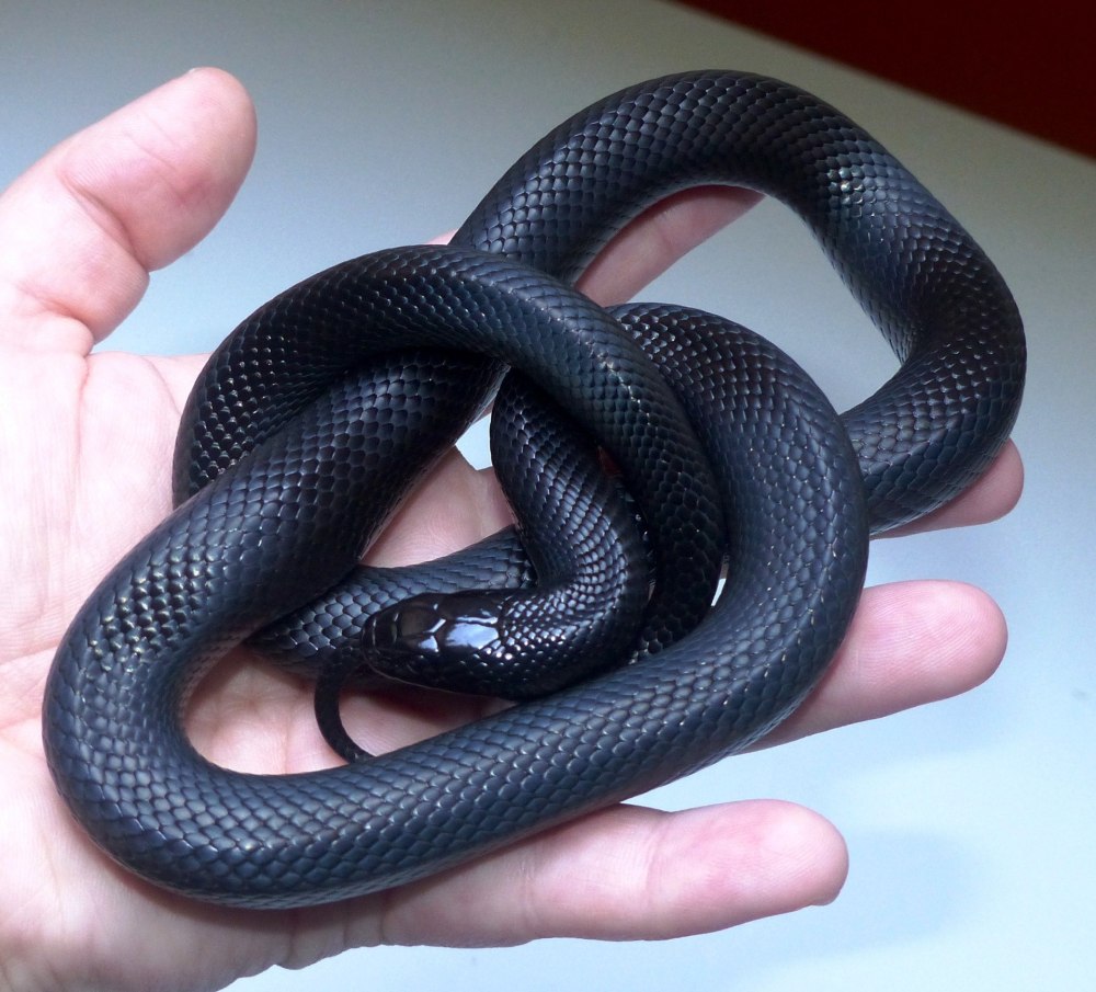 Королевская змея нигрита