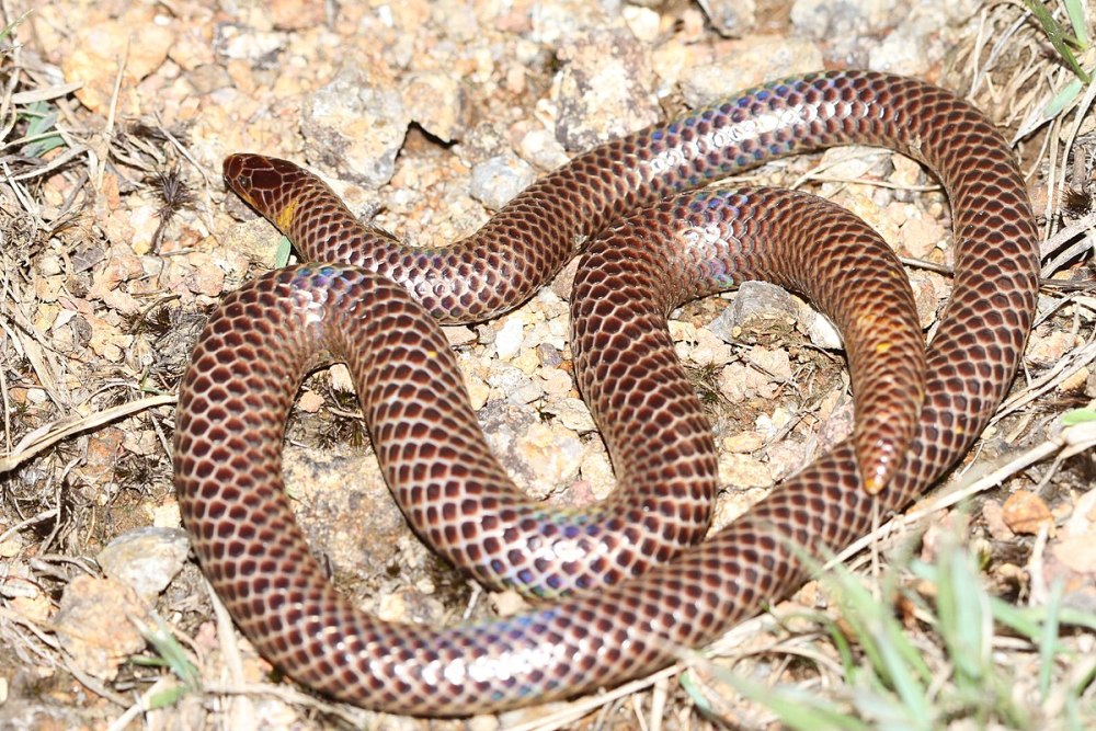 Holaspis guentheri