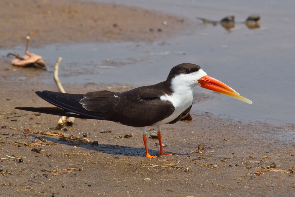 Rynchops flavirostris
