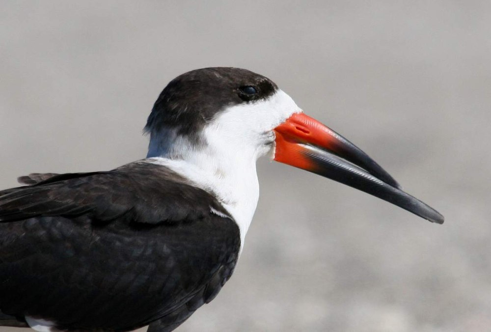 Rynchops flavirostris