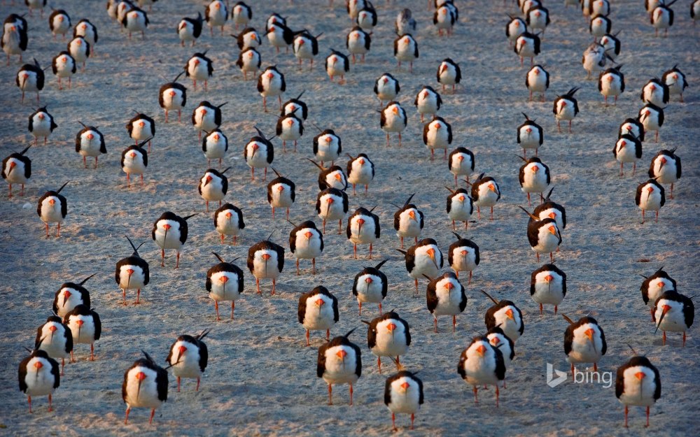 Животные Нью джерси