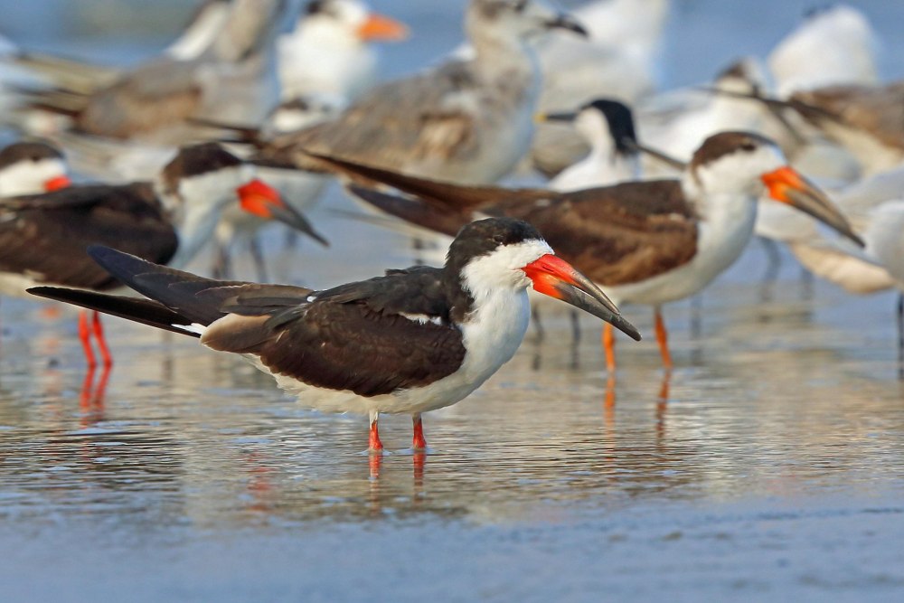 Африканский Водорез