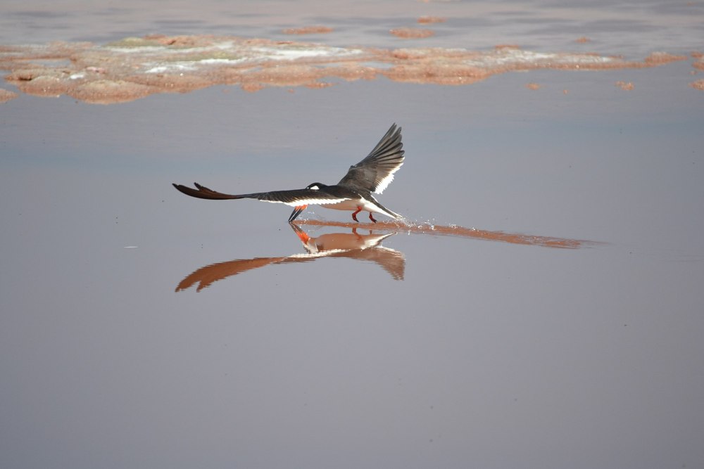 San Diego National Wildlife Refuge