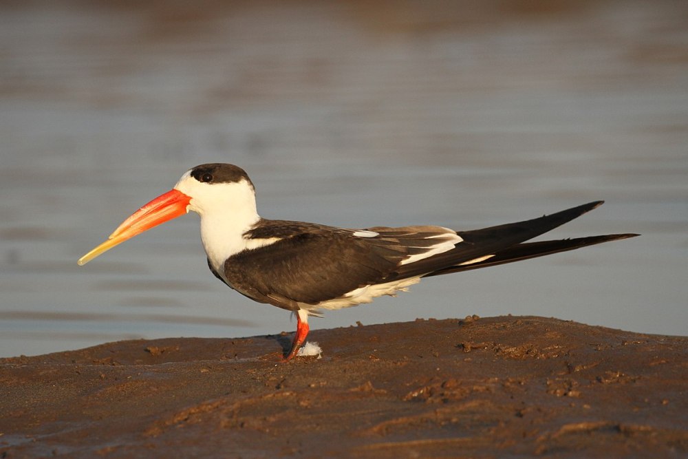 Rynchops flavirostris