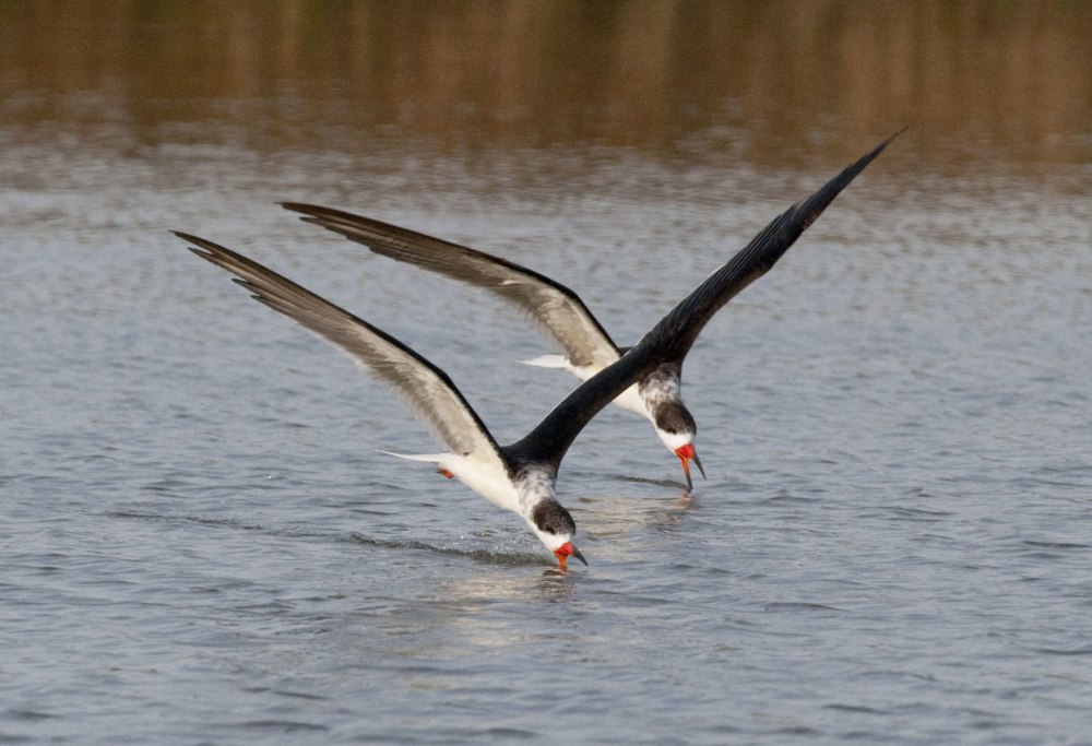 Skimmer птица