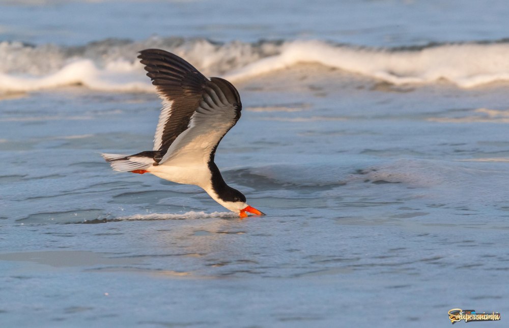 Водорез рассекает воду