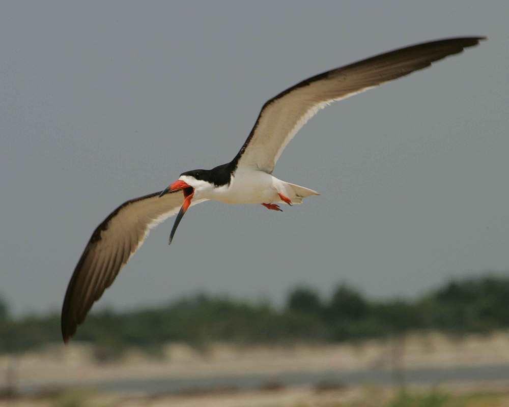 Skimmer птица