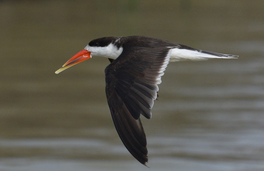 Rynchops flavirostris