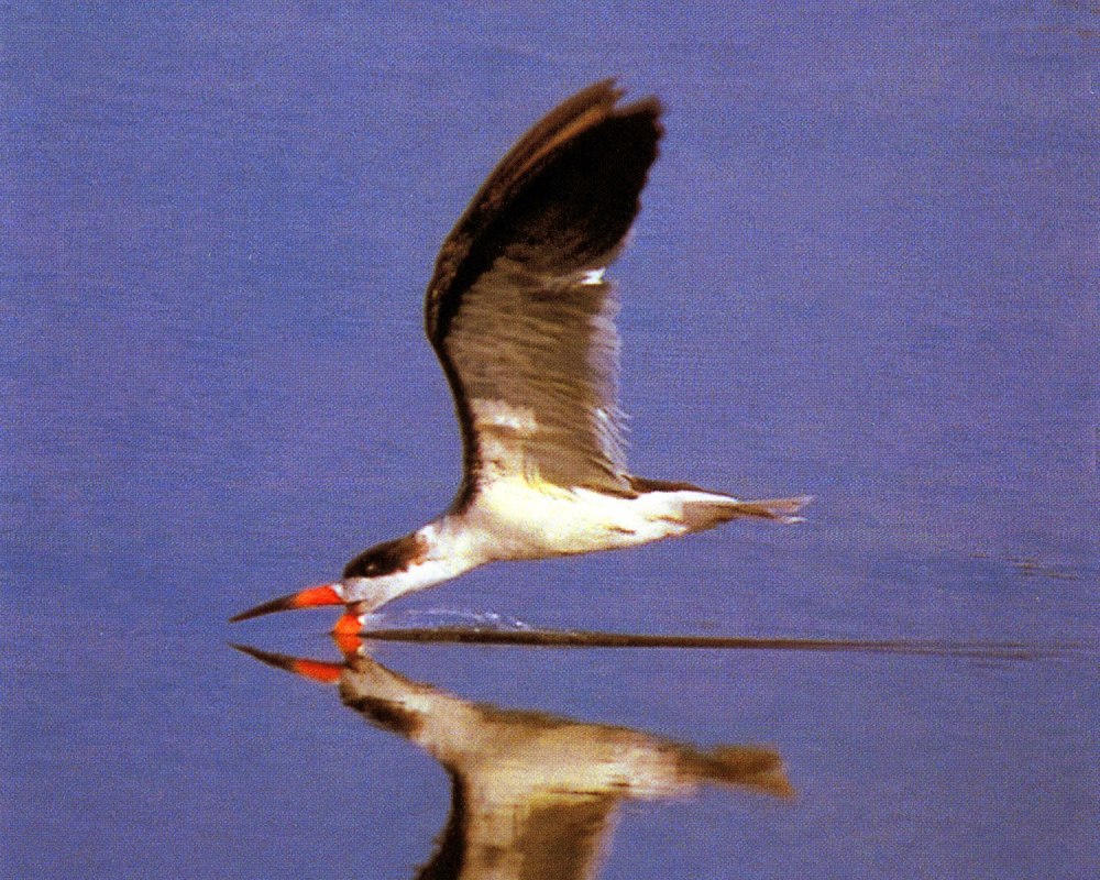 Водорез птица