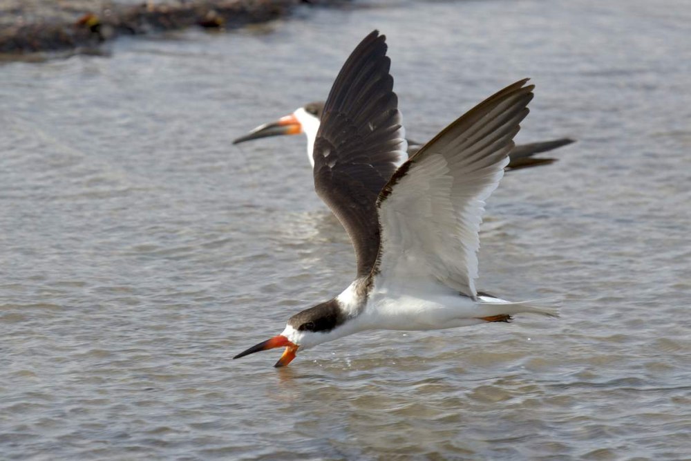 Rynchops flavirostris