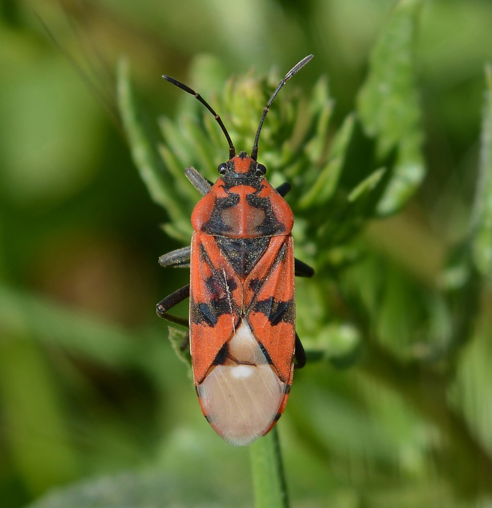 Oxycarenus lavaterae домашний