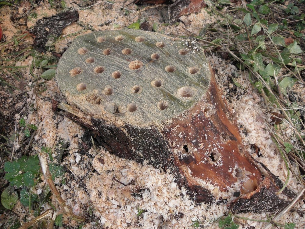 Корчевание пней селитрой