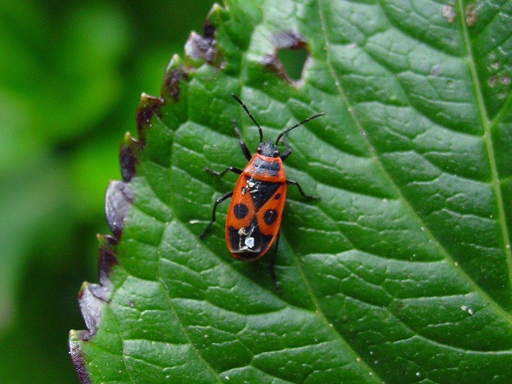 Lygaeidae