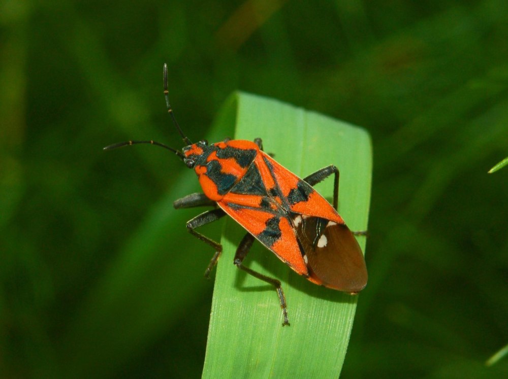 Lygaeus pandurus