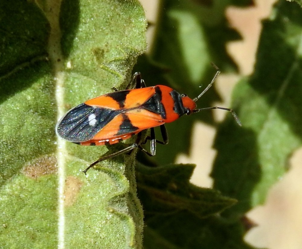 Lygaeus marginatus
