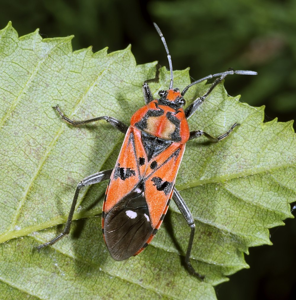 Spilostethus pandurus