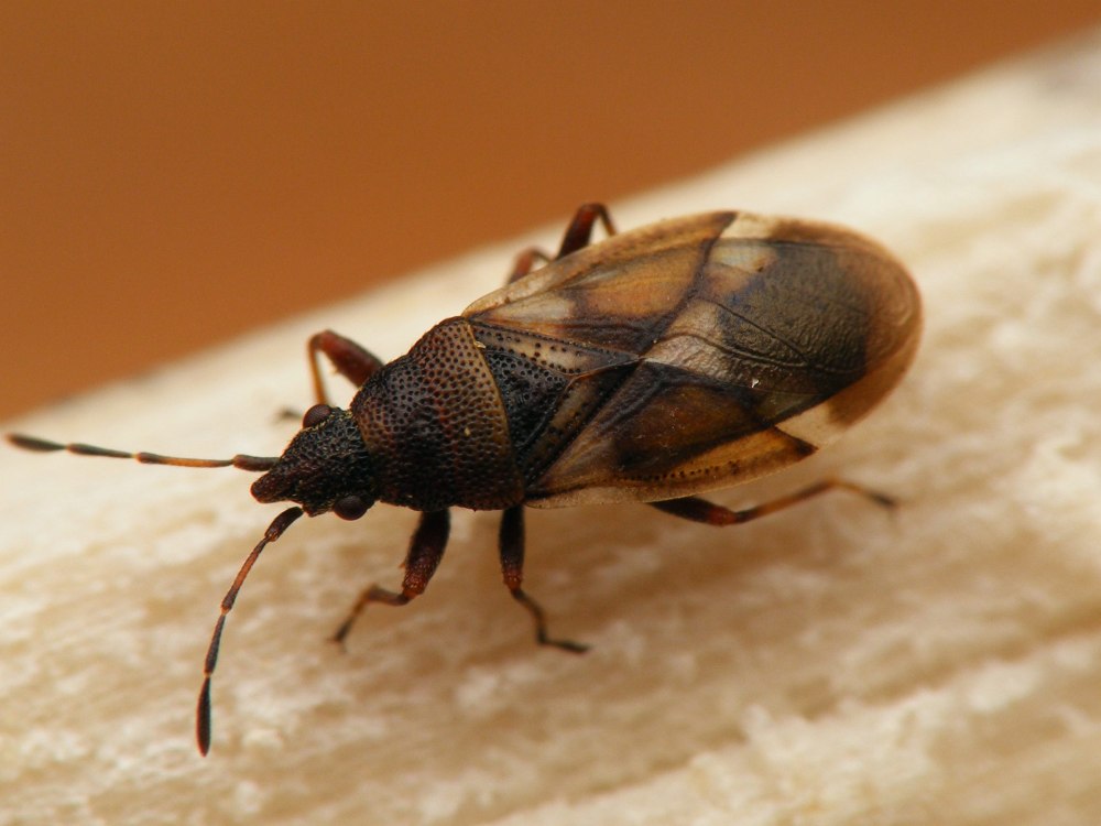 Oxycarenus lavaterae