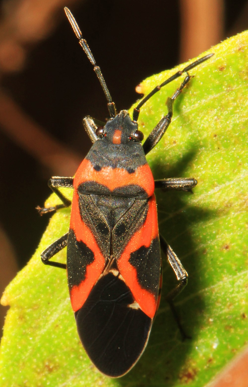 Lygaeus kalmii