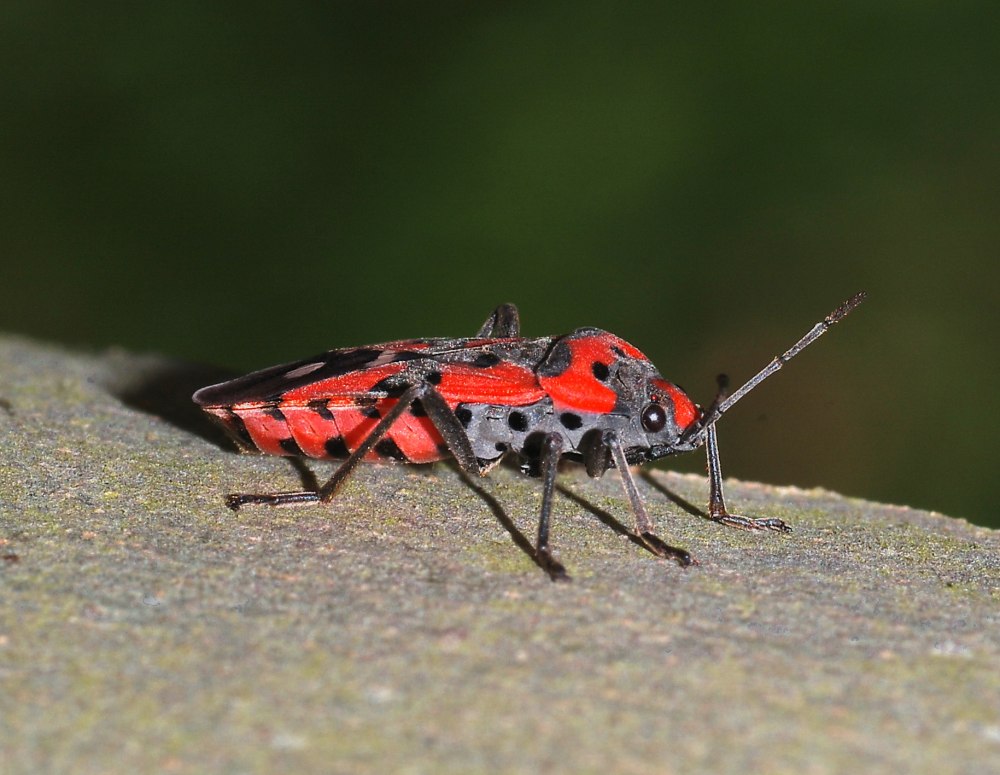 Наземник оседланный Lygaeus equestris