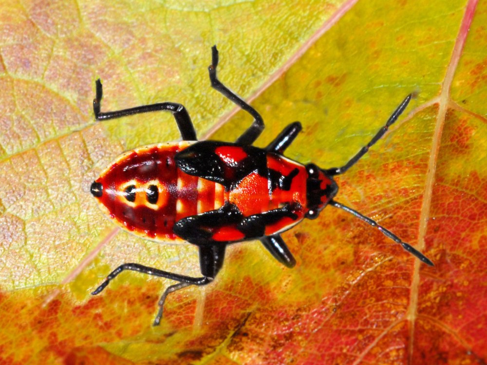 Lygaeidae умеют летать?
