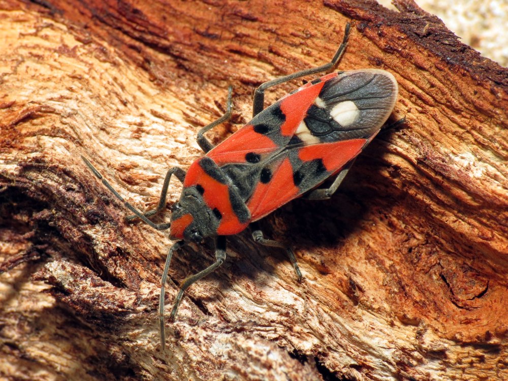 Lygaeus pandurus