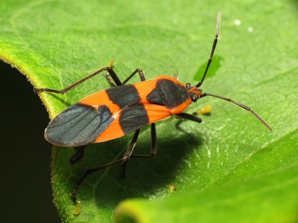 Oncopeltus fasciatus