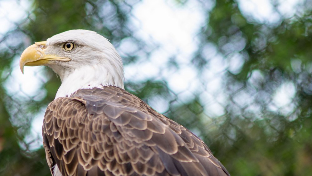 Sky Eagle фото