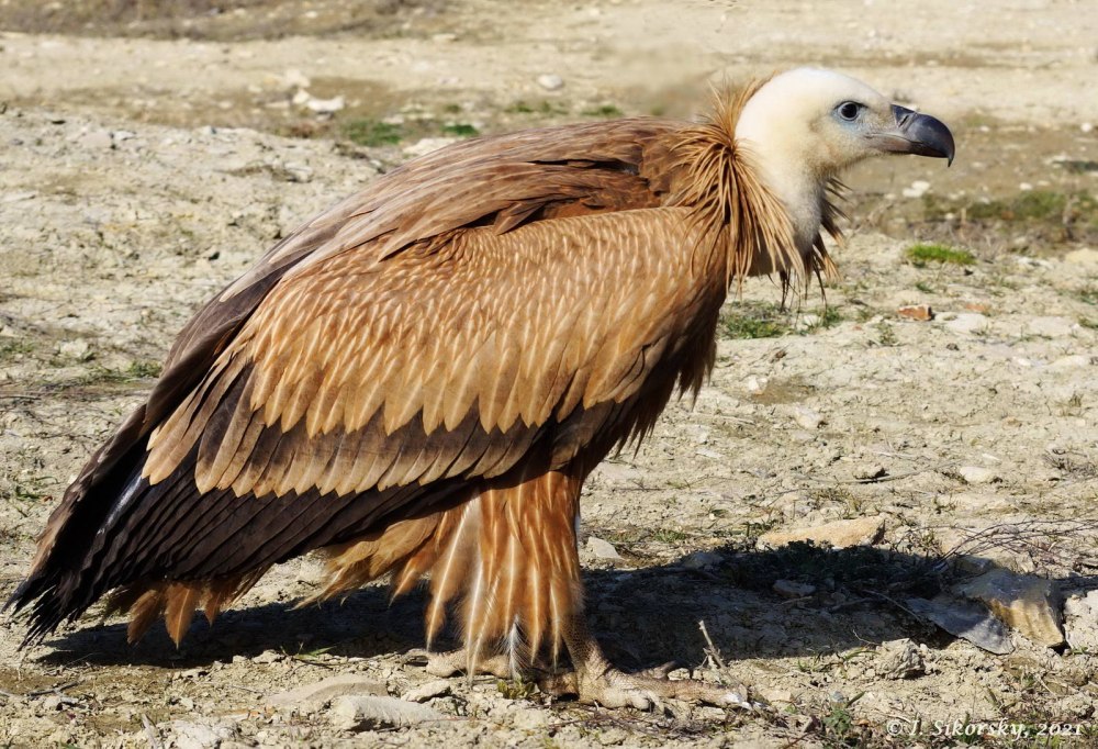 Белоголовый СИП (Gyps fulvus) в Крыму