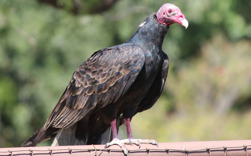 Turkey Buzzard
