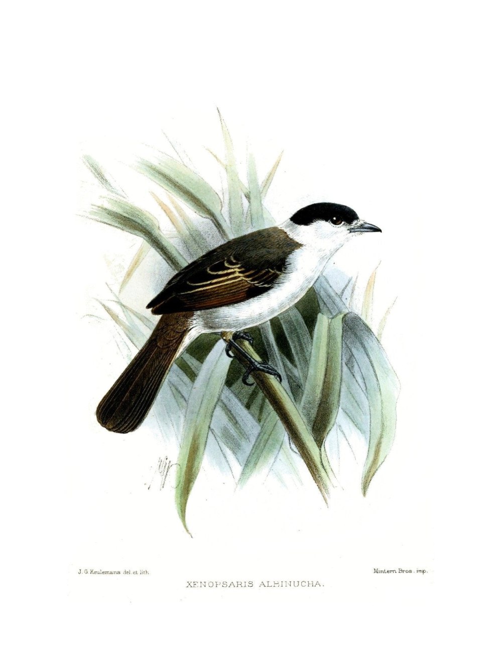Xenopsaris albinucha albinucha