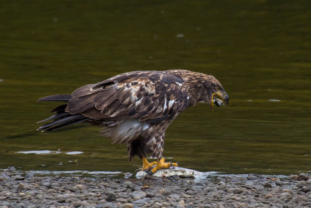 Haliaeetus leucocephalus 50 центов