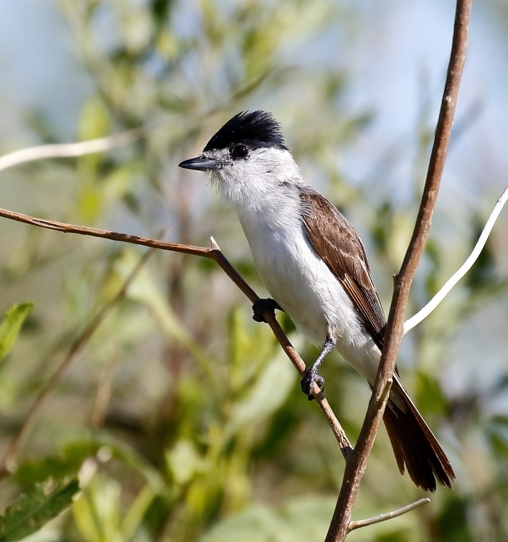 Xenopsaris albinucha albinucha