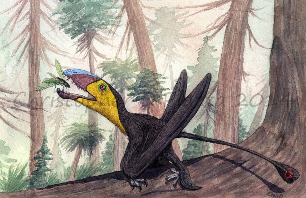 Dimorphodon macronyx