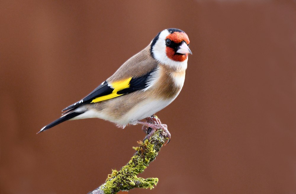 Щегол (чёрноголовый щегол) (Carduelis Carduelis)