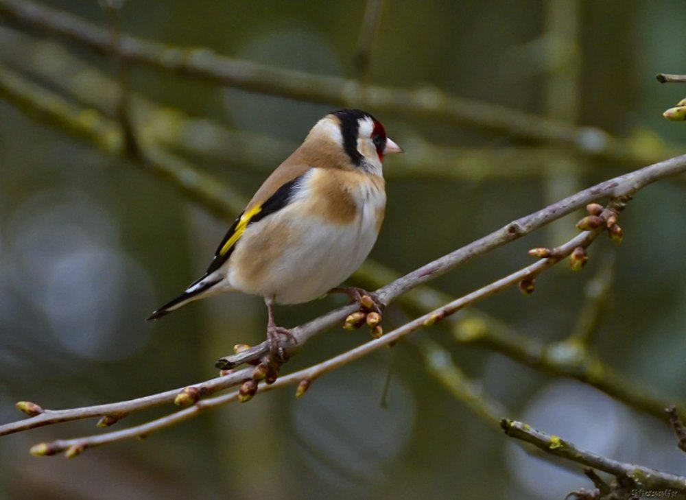 Обыкновенный щегол Carduelis Carduelis