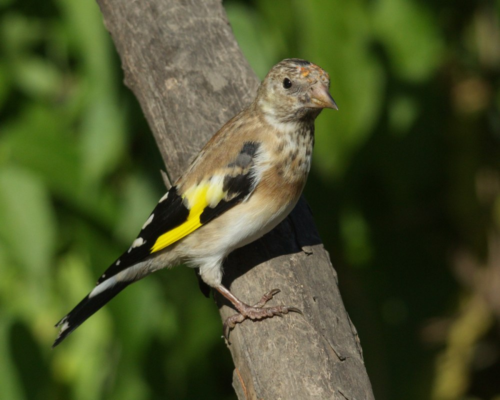 Обыкновенный щегол Carduelis Carduelis