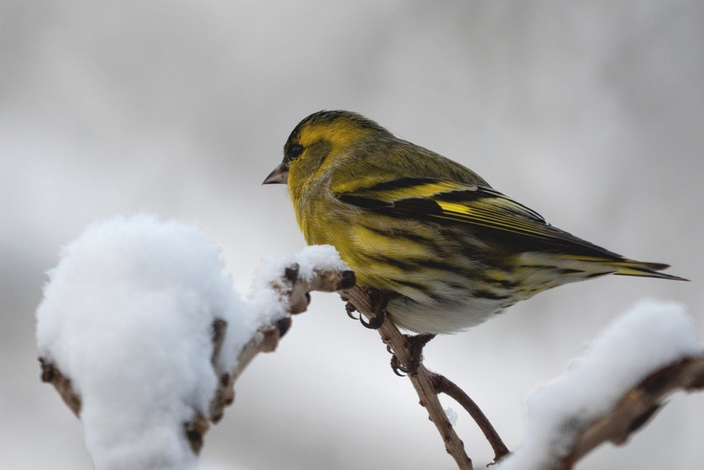 Siskin Siskin