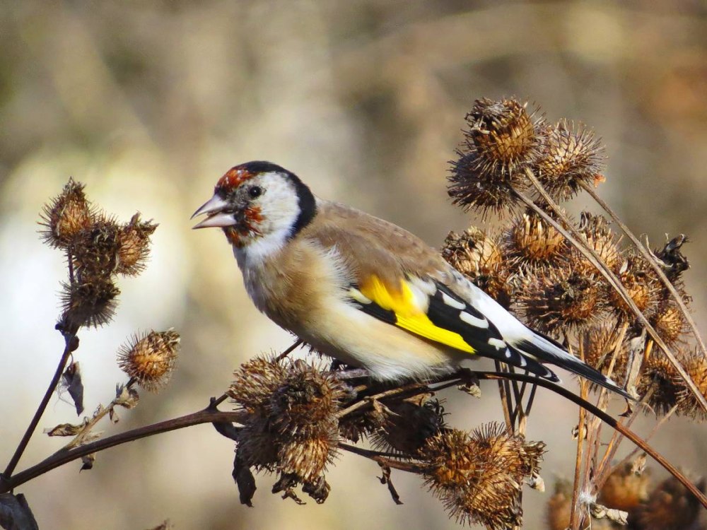 Щегол (Carduelis Carduelis)