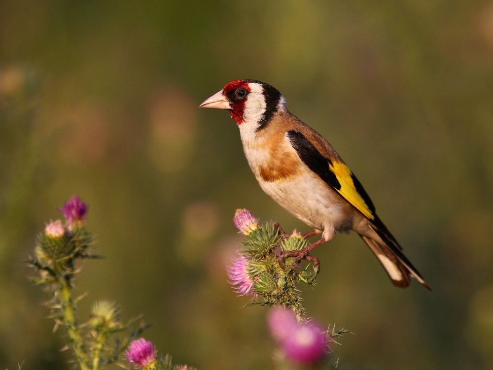 Щегол (Carduelis Carduelis)