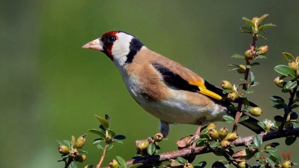 Щегол черноголовый Carduelis Carduelis
