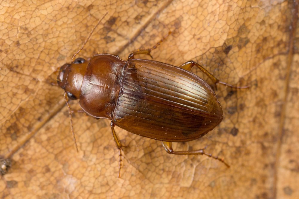 Iothia fulva