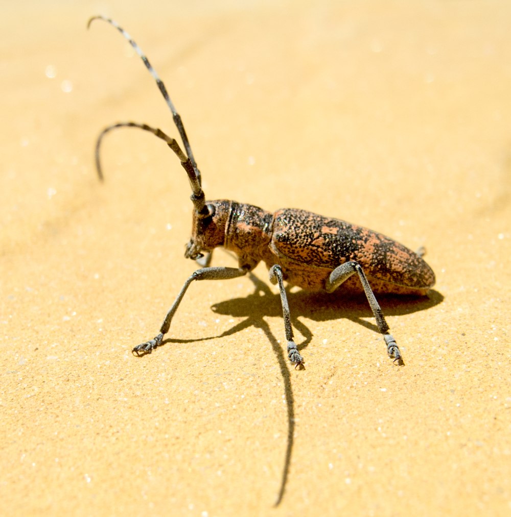 Черный Сосновый усач (Monochamus galloprovincialis oliv.)